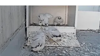 San Jose CH Falcons: 3 Chicks 🐥🐥🐥 explore outside nest box 🎢 #4 Holds down the fort 🐥 2024 May 26