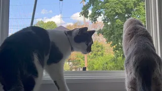 Cats Watching Birds | Great Video for Cats! |