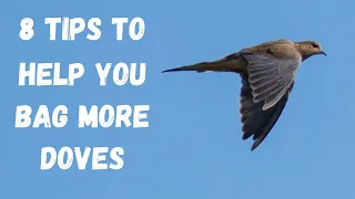 8 Tips For Dove Hunting