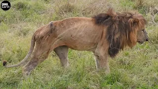 Abandoned! Old Lion Attacked by Hyenas | ATP Earth