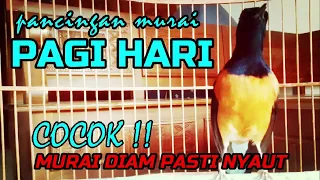 COCOK UNTUK PANCINGAN MURAI DI PAGI HARI, MURAI DIAM PASTI NYAUT❗❗