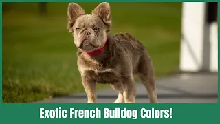 Exotic French Bulldog Colors! Pink Frenchie, Curly Frenchie, New Shade Isabella Frenchie