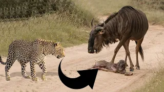 Cheetah Attacks On Just Born Wildebeest Calf In Masai Mara National Reserve @AnimalLoverRanu