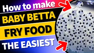 How to make Baby Betta Fry Food |The Easiest #bettafryfood #babybettas #bettabreedingtips#bettafish