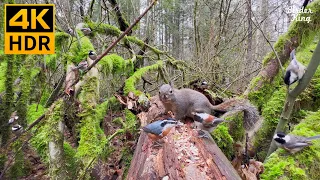 Cat TV for Cats to Watch 😺📺 Cute Birds in the Forest 🐦 Funny Ground Squirrels 🐿 8 Hours(4K HDR)