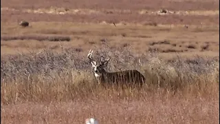 INSANE Day on PUBLIC LAND! | Decoying and Stalking LOCKDOWN Bucks