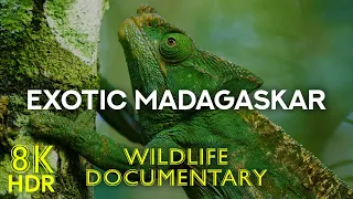 Exotic Animals of MADAGASCAR - Lemurs & Colorful Chameleons - Wildlife Documentary 8K HDR