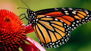 Unit 12 Monarch Migration Video Journal