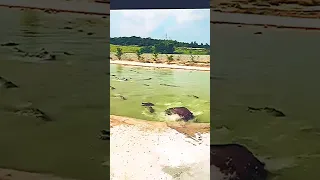 Crocodiles Having Lunch - Credits: Unknown 🎥