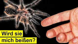 Ich teste meine neuen Vogelspinnen - Werden sie beißen?