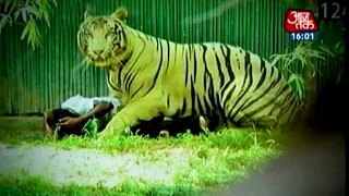 White tiger kills youth in Delhi zoo