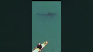 Great white sharks spotted swimming under surfers in California near shores of San Onofre Beach