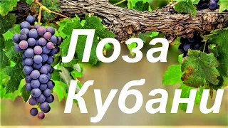 #92 Виноградные сорта Кубани!