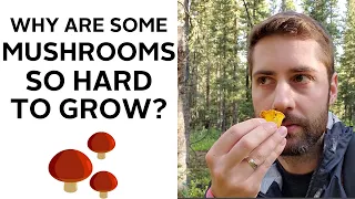 Are some mushrooms impossible to grow? Here's why not all mushrooms can be cultivated