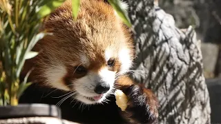 レッサーパンダ 今週のイチゴ／野毛山動物園