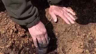 Planting the American Chestnut tree