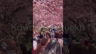 Early cherry blossom, Japan | Feb 2023