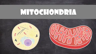 Mitochondria Structure & Function | Cell Biology