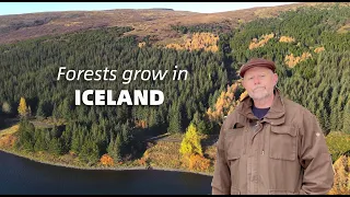 Forests Grow in Iceland