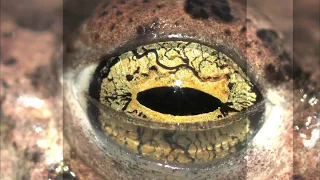 LA FRONTERA DEL MAR  - Documental Naturaleza HD 1080p - Grandes Documentales