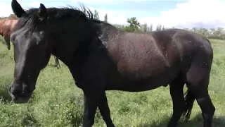 Знакомство с табуном