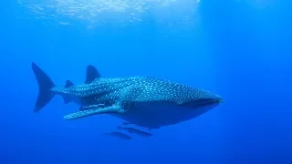 Swimming with the BIGGEST fish in the world!!!  Sailing Vessel Delos Ep. 131