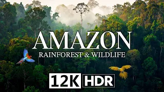 AMAZON : RAINFOREST & WILDLIFE in 12K HDR 240fps DOLBY VISION