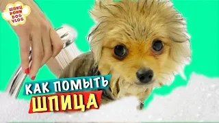 🛁КАК МЫТЬ И КУПАТЬ ПОМЕРАНСКОГО ШПИЦА на канале Шпиц РОНИ ПОМ (ДОГВЛОГ) / Говорящая собака