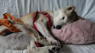 20歳の超シニア犬、タロ兵衛さまの1日