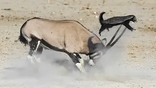 Amazing Desert Predators Attack Moments | Gemsbok vs Honey Badger and Lion vs Oryx Amazing Footage