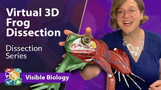 Visible Biology | Dissecting a virtual frog in 3D with Dr. Harley