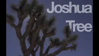 Joshua Tree Vibes