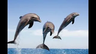 CUTE - Cute  And Funny Dolphin  Videos  Compilation 2021💗 Compilation #10- CUTE VIDEOS