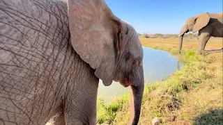 Elephant Calf Khanyisa Comes Running for Adine | Plus: Peaceful Waterhole Moments