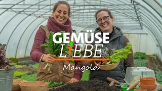 Mangold erfolgreich anbauen | Gemüseliebe