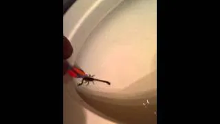 Toilet scorpion