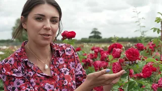 5 easy tips to grow roses and propagate from cuttings, with Harkness Roses | The RHS