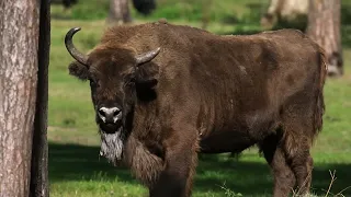 20 Extreme Wild Animal Fights