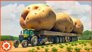 300 Amazing Modern Agriculture Machines Harvesting Tons of Potato