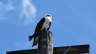 Osprey Chirping Loudly - Bird of Prey - Perched on a Telephone Pole with a Fish