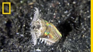 This Creepy Worm Pulls Its Prey Deep Under the Ocean Floor | National Geographic