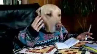 funny phoning dog - labs can talk