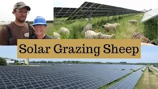 How They Expanded Their Sheep Farm WITHOUT Buying More Land (SOLAR GRAZING): Vlog 151