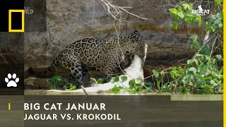 BIG CAT JANUAR - Jaguar vs. Krokodil | Nat Geo Wild