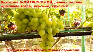 Виноград БОГАТЯНОВСКИЙ - ранне-средний, стабильно плодоносящий и вкусный. (Пузенко Наталья)