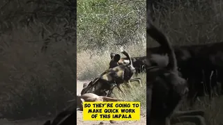 26 WILD DOGS DEVOUR IMPALA ALIVE