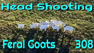 Head Shooting Feral Goats with a 308 and a Drone