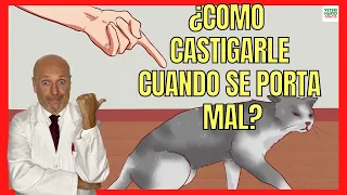 ¿CÓMO CASTIGAR A UN GATO CUANDO SE PORTA MAL? 🚨 ¿CÓMO REGAÑAR A UN GATO CORRECTAMENTE?