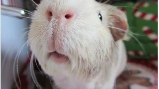 13 Guinea Pig Sounds (Visual/Audio Clips)