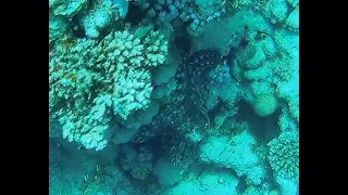 Octopus camouflage (near Hurghada, Red Sea) 2019